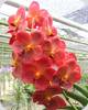 Vanda Pedro Bonetti Jairak